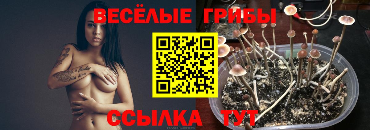 Рязань  Галлюциногенные грибы GOLDEN TEACHER  Вход с VPN  Псилоцибиновые грибы мицелий 